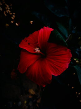 Hibiscus Wallpaper