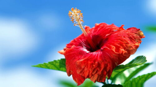 Hibiscus Wallpaper