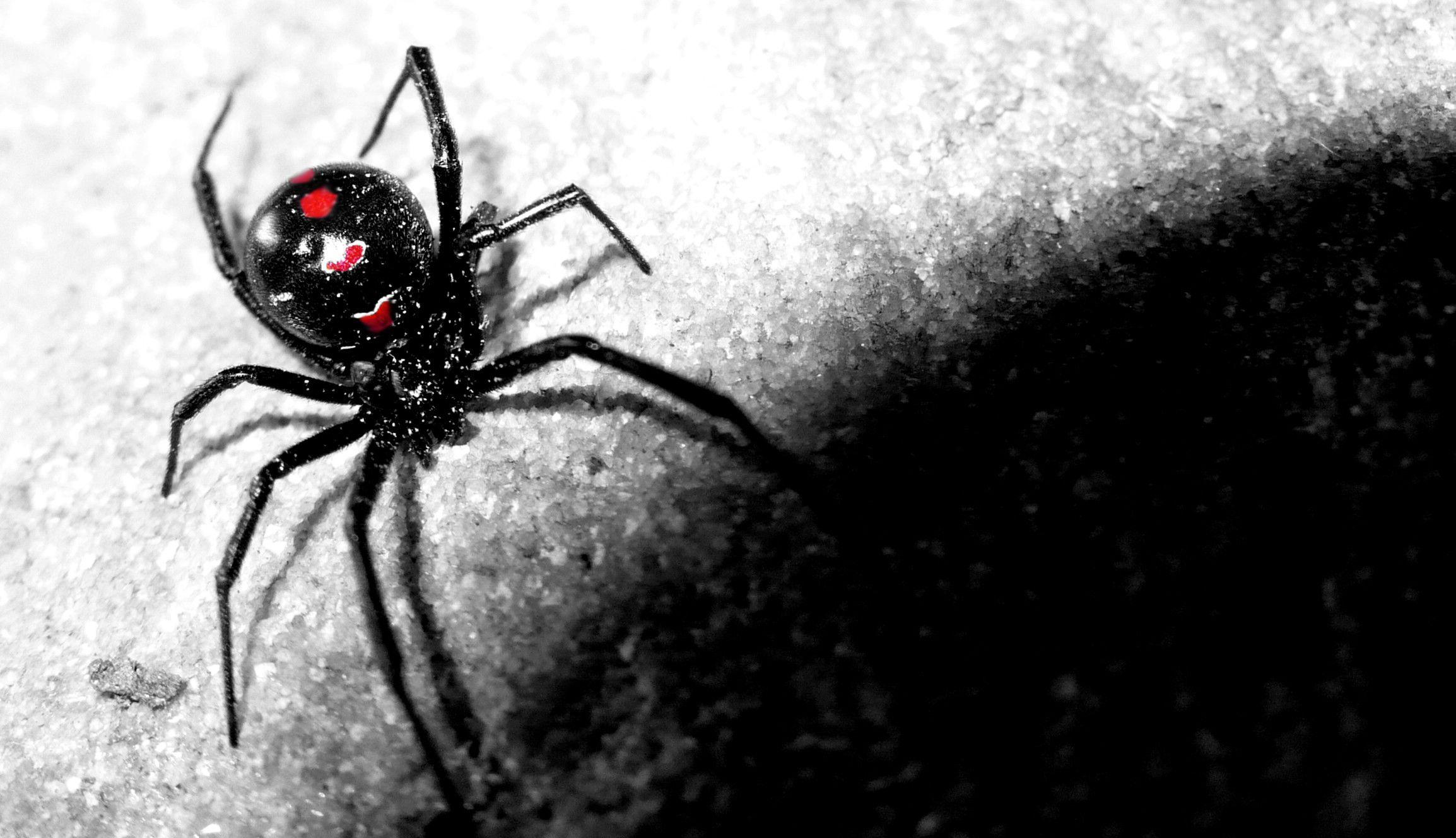 Black Widow Spiders Wallpaper En