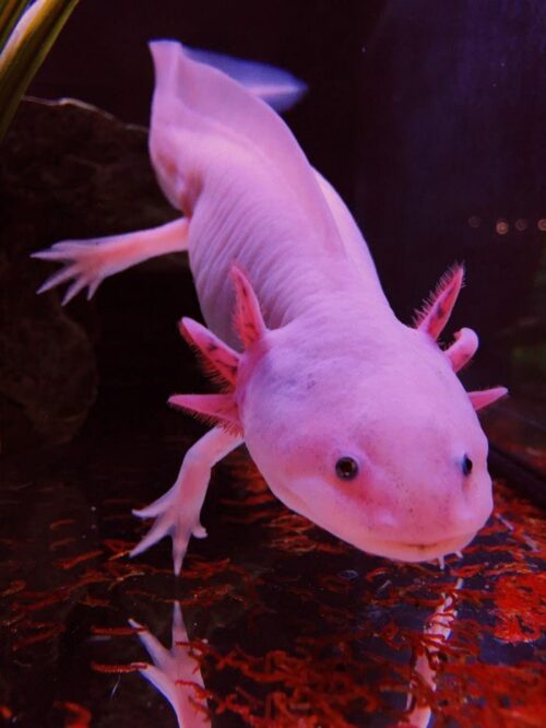 Axolotl Wallpaper