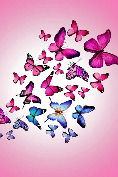 Butterflies Wallpaper