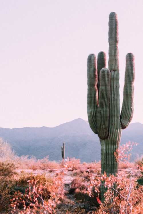 Cactus Phone Wallpaper