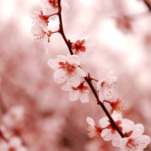 Cherry Blossom Wallpaper