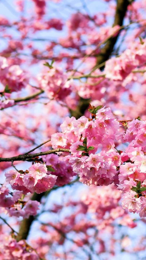 Anime, Original, Cherry Blossom, Sakura, Street, HD wallpaper | Peakpx