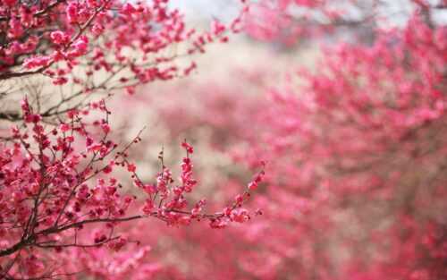 Cherry Blossom Wallpaper