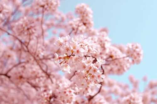 Cherry Blossom Wallpaper