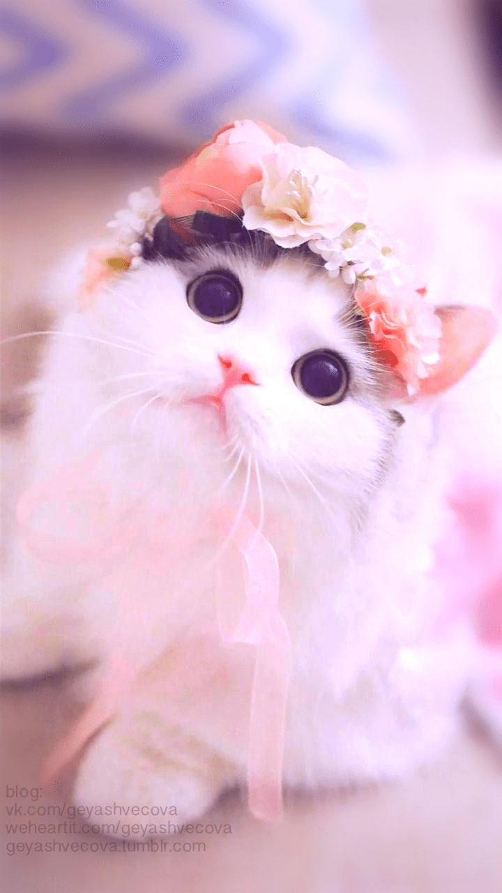 Cute Cat Wallpaper - EnJpg