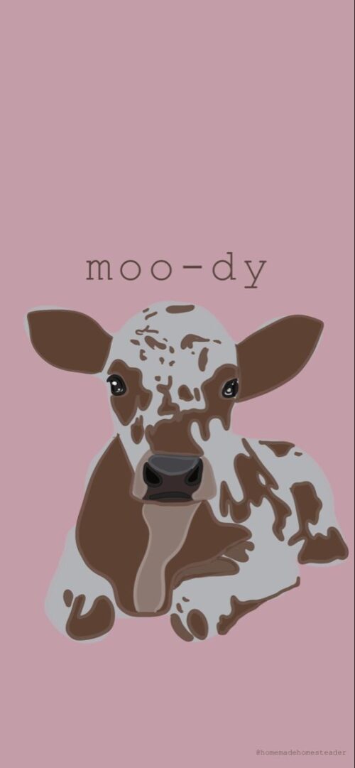 Cute Cow Wallpaper