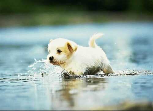 Cute Puppy Wallpaper