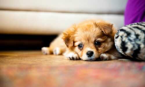 Cute Puppy Wallpaper