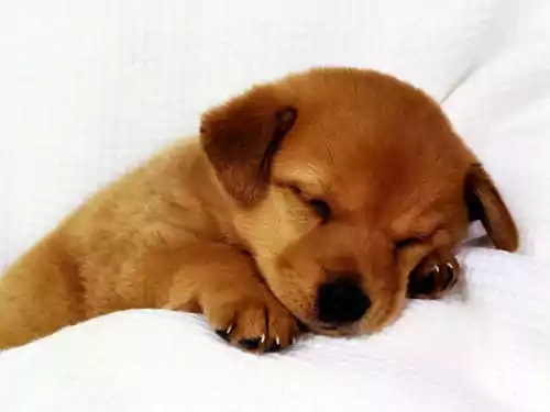 Cute Puppy Wallpaper