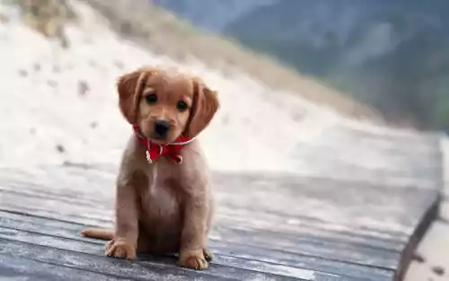 Cute Puppy Wallpaper