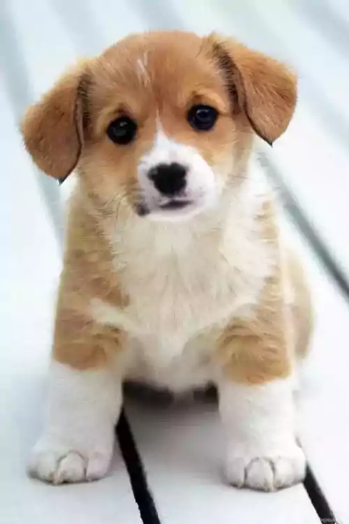 Cute Puppy Wallpaper