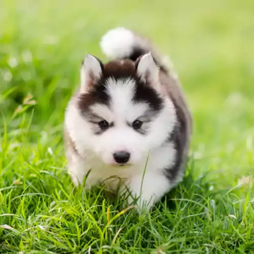 Cute Puppy Wallpaper