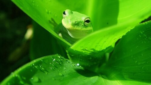 Frog Wallpaper