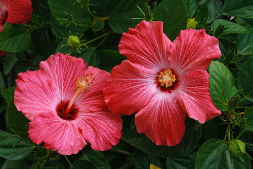 Hibiscus Wallpaper