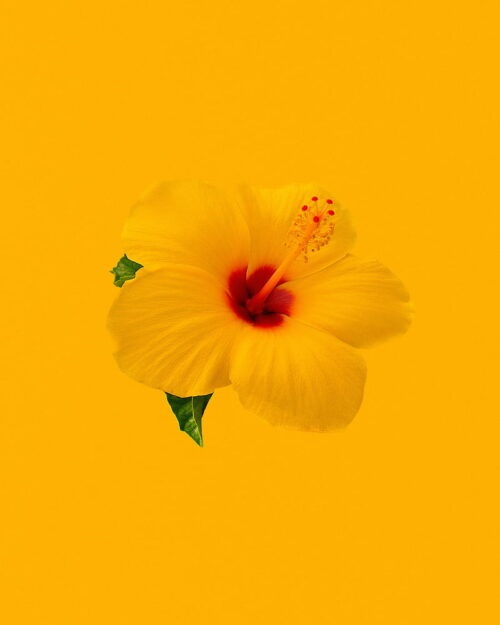 Hibiscus Wallpaper