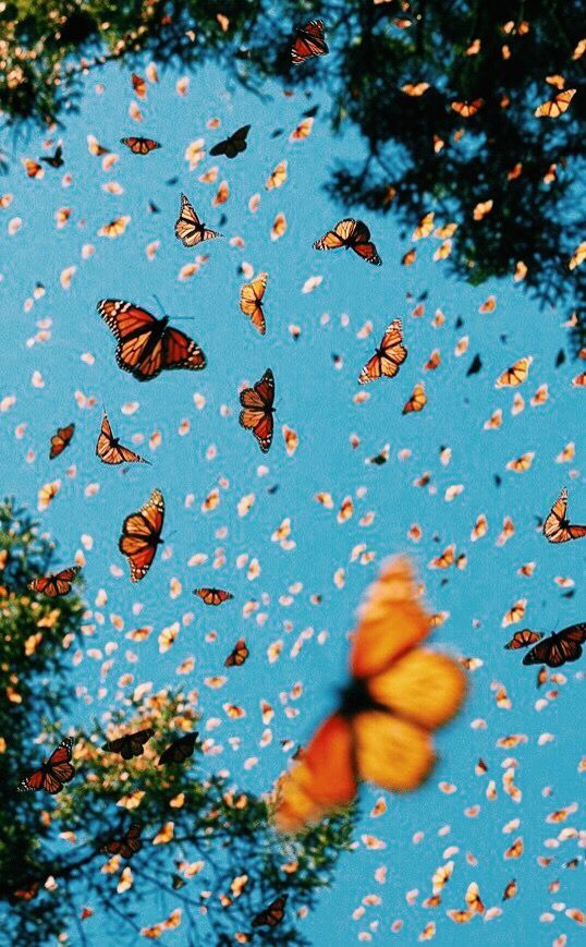 Butterfly Wallpaper Enjpg