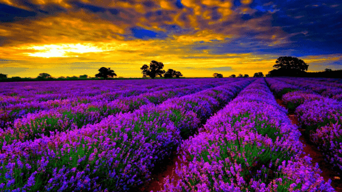 Lavender Wallpaper