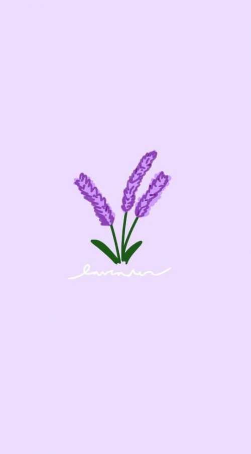 Lavender Wallpaper