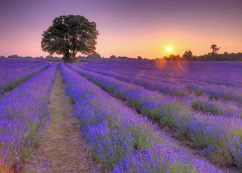 Lavender Wallpaper