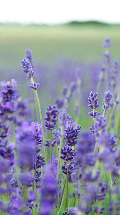 Lavender Wallpaper