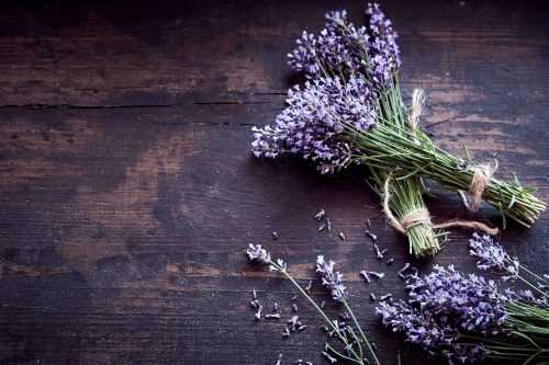 Lavender Wallpaper