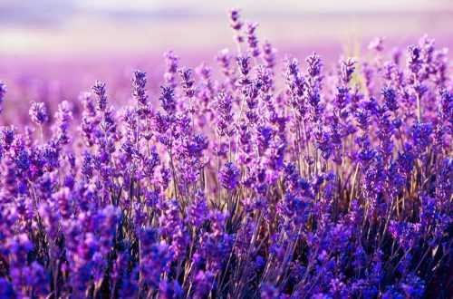 Lavender Wallpaper