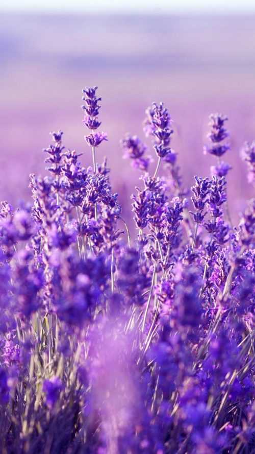 Lavender Wallpaper