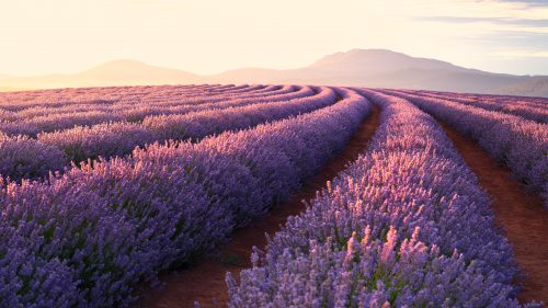 Lavender Wallpaper - EnJpg