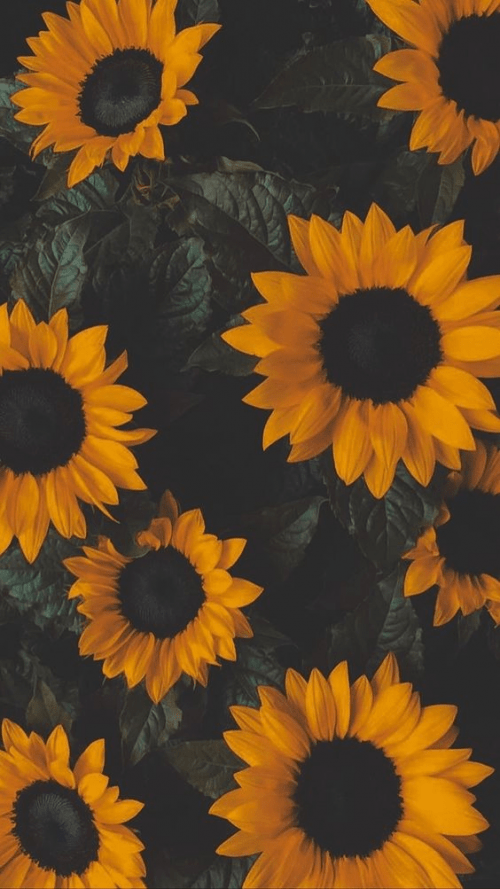 Sunflower Wallpaper EnJpg